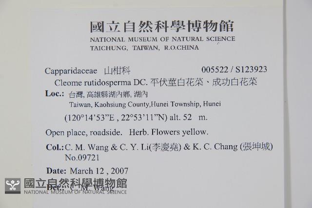 平伏莖白花菜、成功白花菜藏品圖，第2張