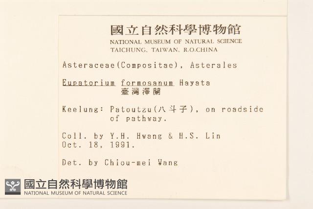 臺灣澤蘭藏品圖，第2張