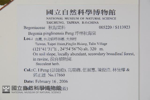 坪林秋海棠藏品圖，第2張