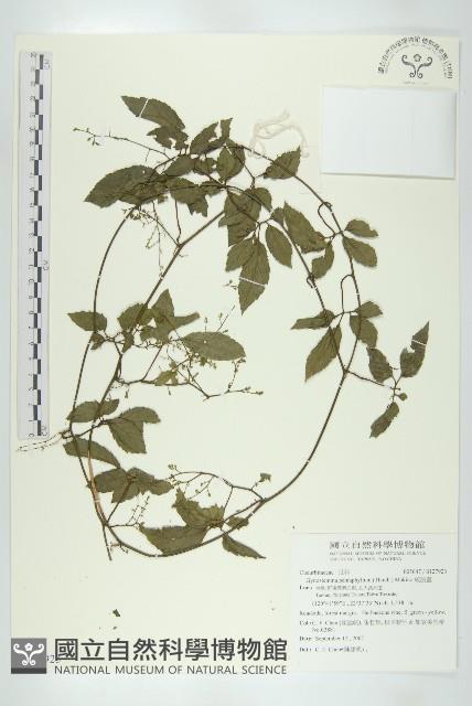 絞股藍藏品圖，第1張