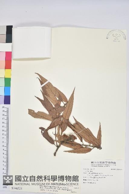 杏葉石櫟、校栗、校櫟藏品圖，第1張