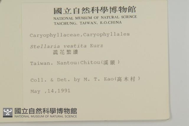 疏花繁縷藏品圖，第2張