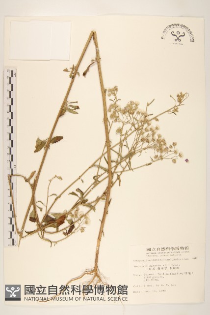 一枝香藏品圖，第1張