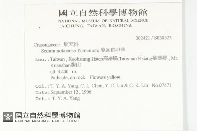 能高佛甲草藏品圖，第2張