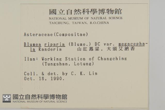 大頭艾納香藏品圖，第2張