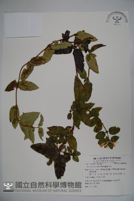 無梗忍冬藏品圖，第4張