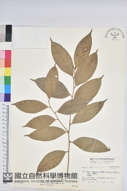 交力坪鐵色藏品圖，第1張