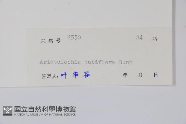 管花馬兜鈴藏品圖，第2張