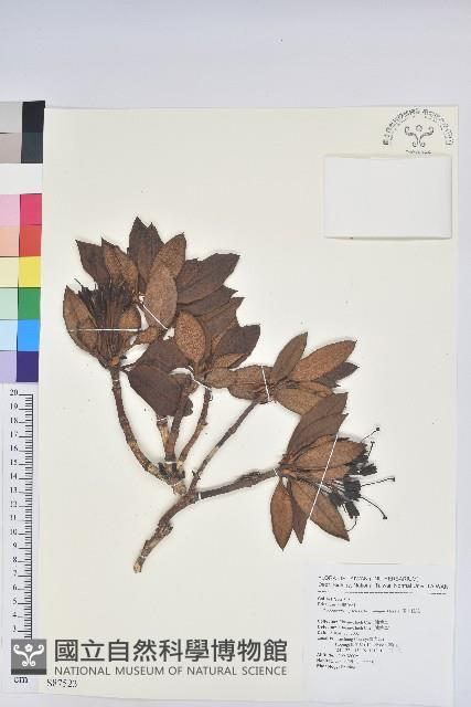 玉山杜鵑藏品圖，第1張