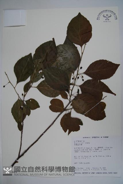 草野氏冬青藏品圖，第1張