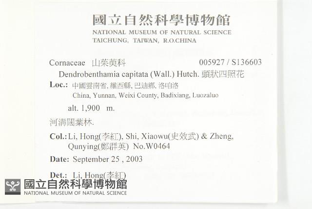 頭狀四照花藏品圖，第2張