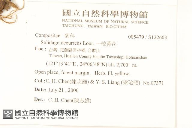 一枝黃花藏品圖，第2張