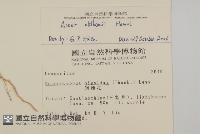 臺灣狗娃花藏品圖，第2張
