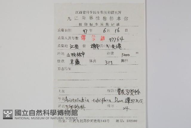 管花馬兜鈴藏品圖，第2張