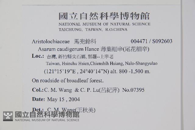 薄葉細辛、尾花細辛藏品圖，第2張