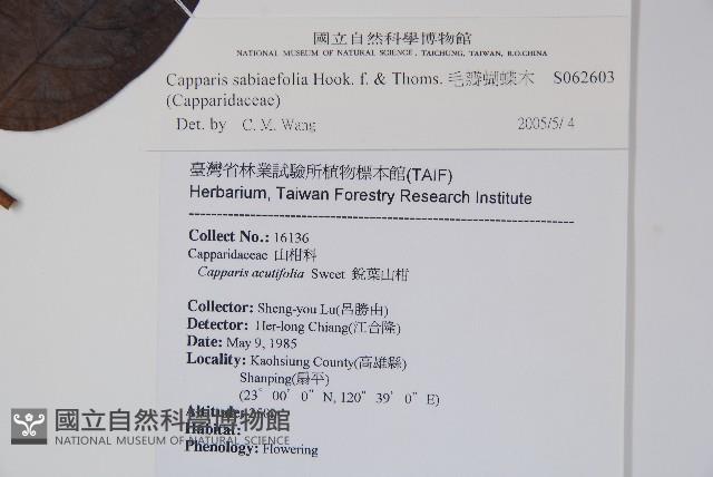 毛瓣蝴蝶木藏品圖，第2張