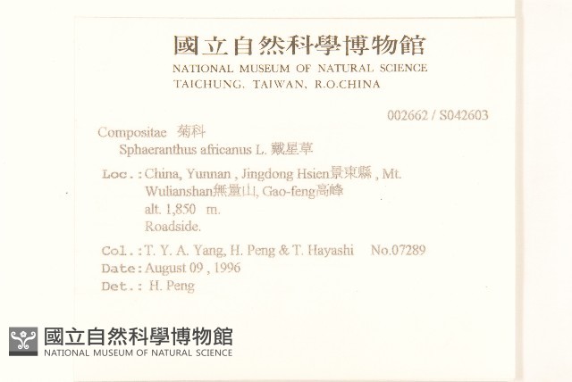 戴星草藏品圖，第2張