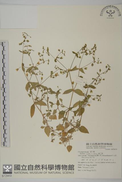 鵝兒腸藏品圖，第1張