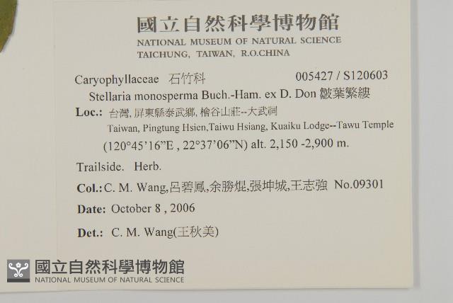 皺葉繁縷藏品圖，第2張