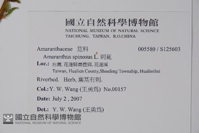 刺莧藏品圖，第2張