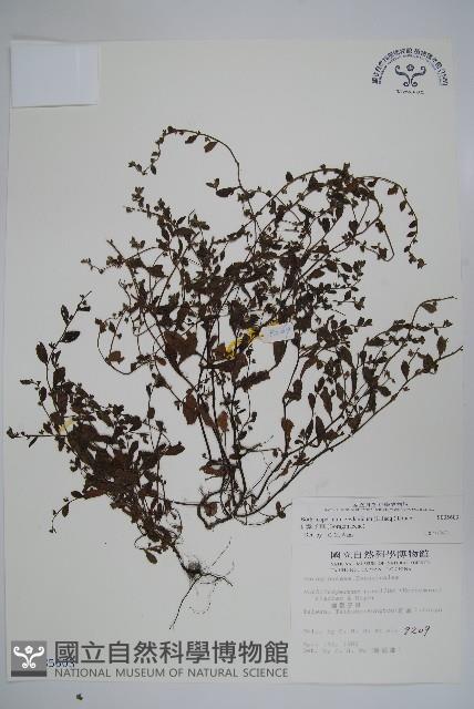 細纍子草藏品圖，第1張