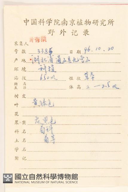 塊根向日葵藏品圖，第2張