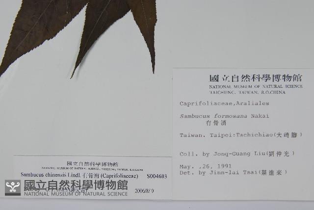 冇骨消藏品圖，第2張