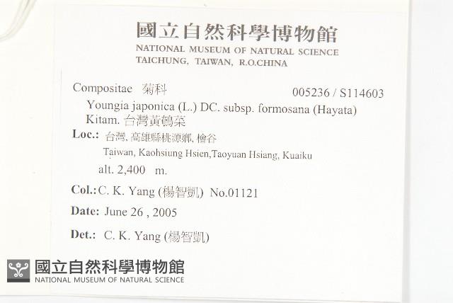 台灣黃鵪菜藏品圖，第2張