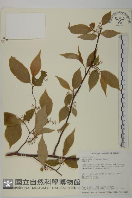 佩羅特木藏品圖，第1張