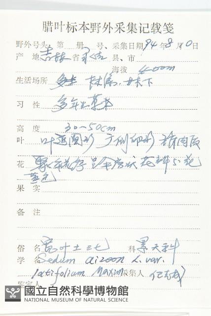 寬葉土三七藏品圖，第2張