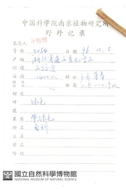 心葉鳳毛菊藏品圖，第2張