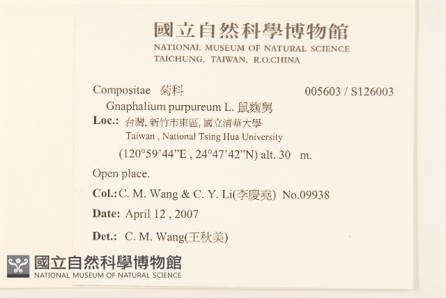 鼠麴舅藏品圖，第2張