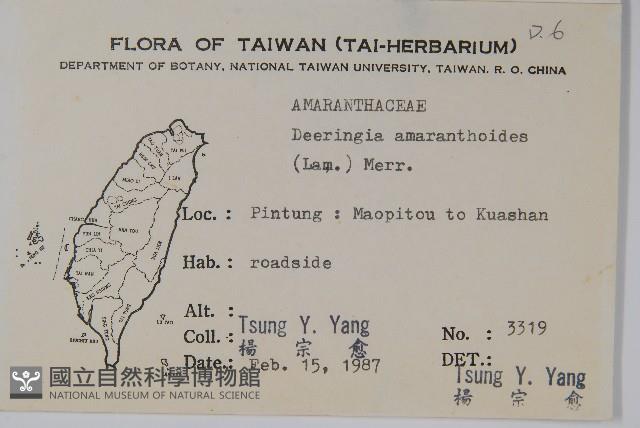 漿果莧、紐藤藏品圖，第2張