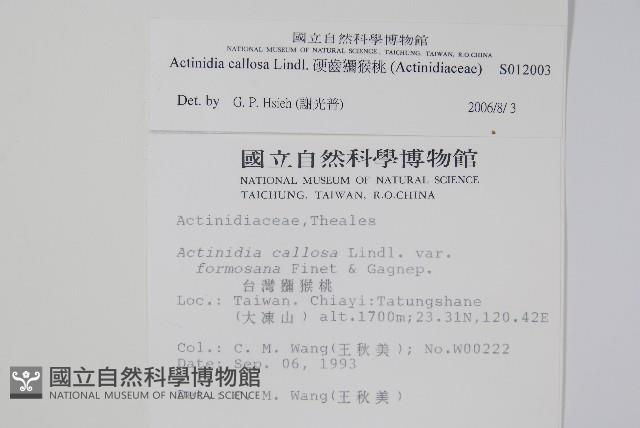 硬齒獼猴桃藏品圖，第2張