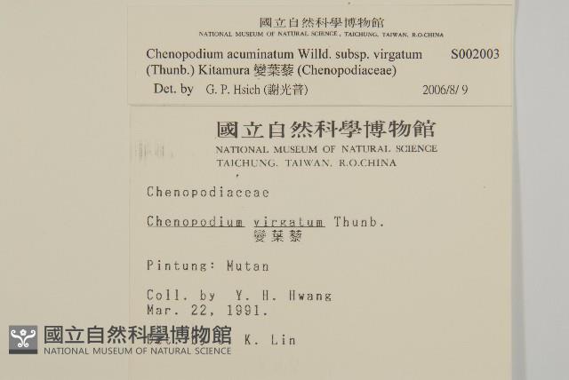 Weter Willow Collection Image, Figure 2, Total 2 Figures