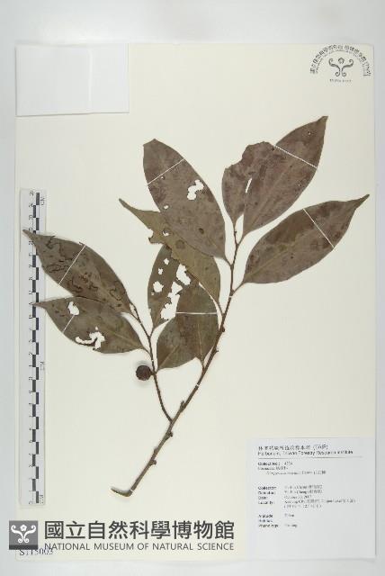 山紅柿藏品圖，第1張