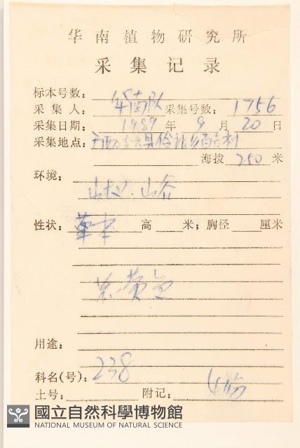 秋鼠麴草藏品圖，第2張