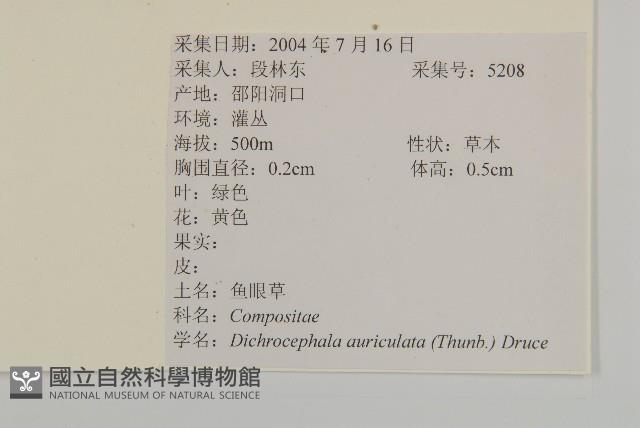 魚眼菊藏品圖，第2張