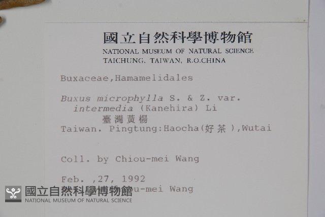臺灣黃楊藏品圖，第2張