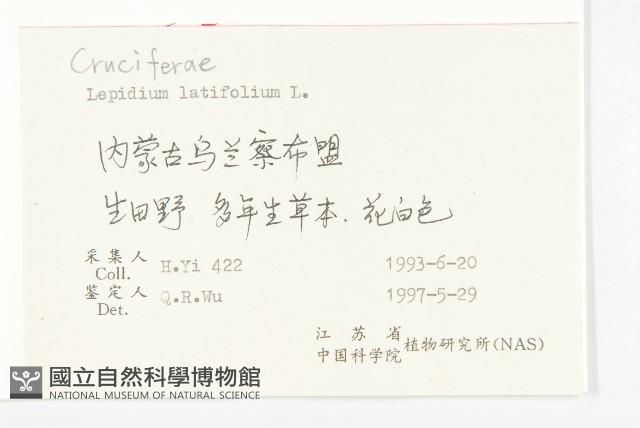 寬葉獨行菜藏品圖，第2張