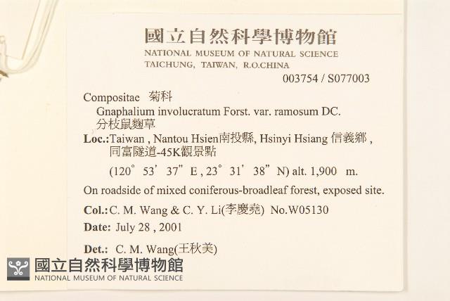 分枝鼠麴草藏品圖，第2張