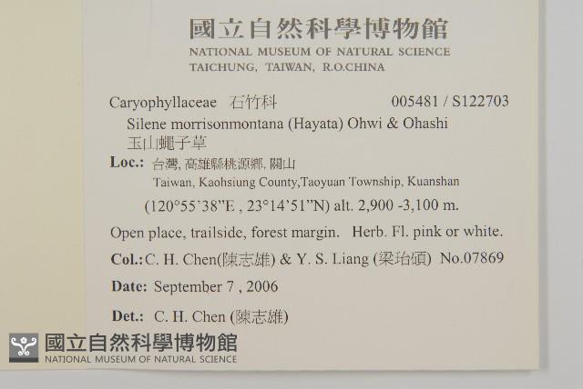 玉山蠅子草藏品圖，第2張