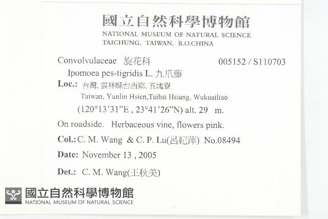 九爪藤藏品圖，第2張