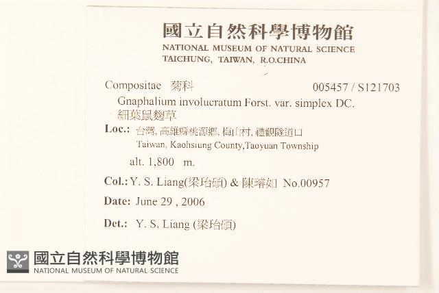 細葉鼠麴草藏品圖，第2張