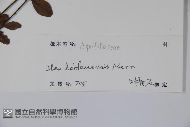 羅浮冬青、矮冬青藏品圖，第2張