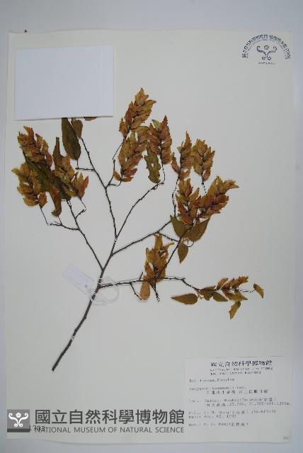 阿里山千金榆藏品圖，第1張