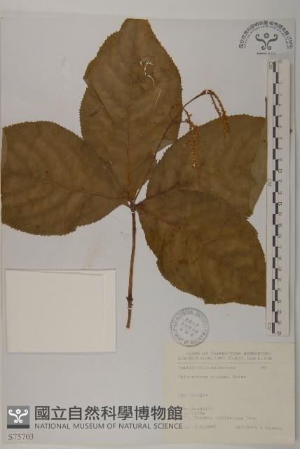 臺灣及己藏品圖，第1張