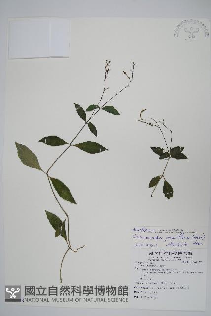 針刺草藏品圖，第1張