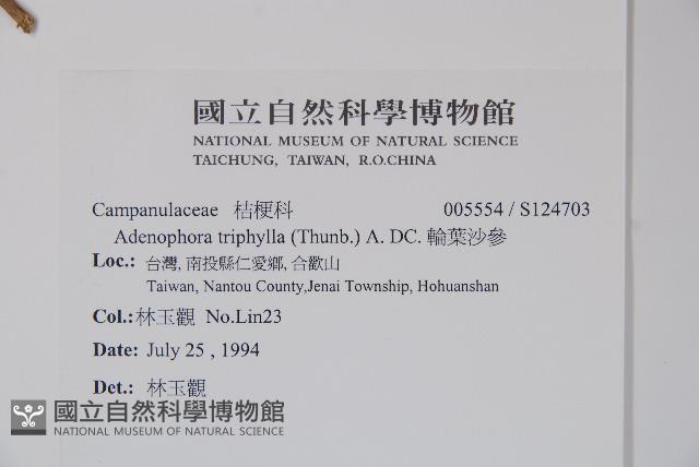 輪葉沙參藏品圖，第2張