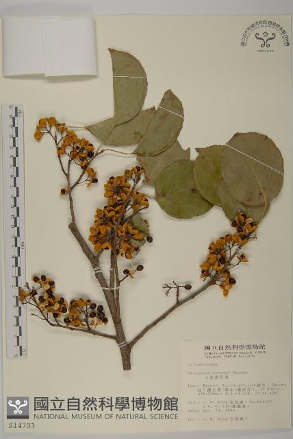 大葉南蛇藤藏品圖，第1張